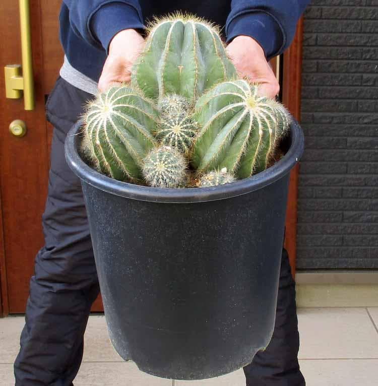 【現品】群生　サボテン・エリオカクタス・英冠玉　8号　S6番