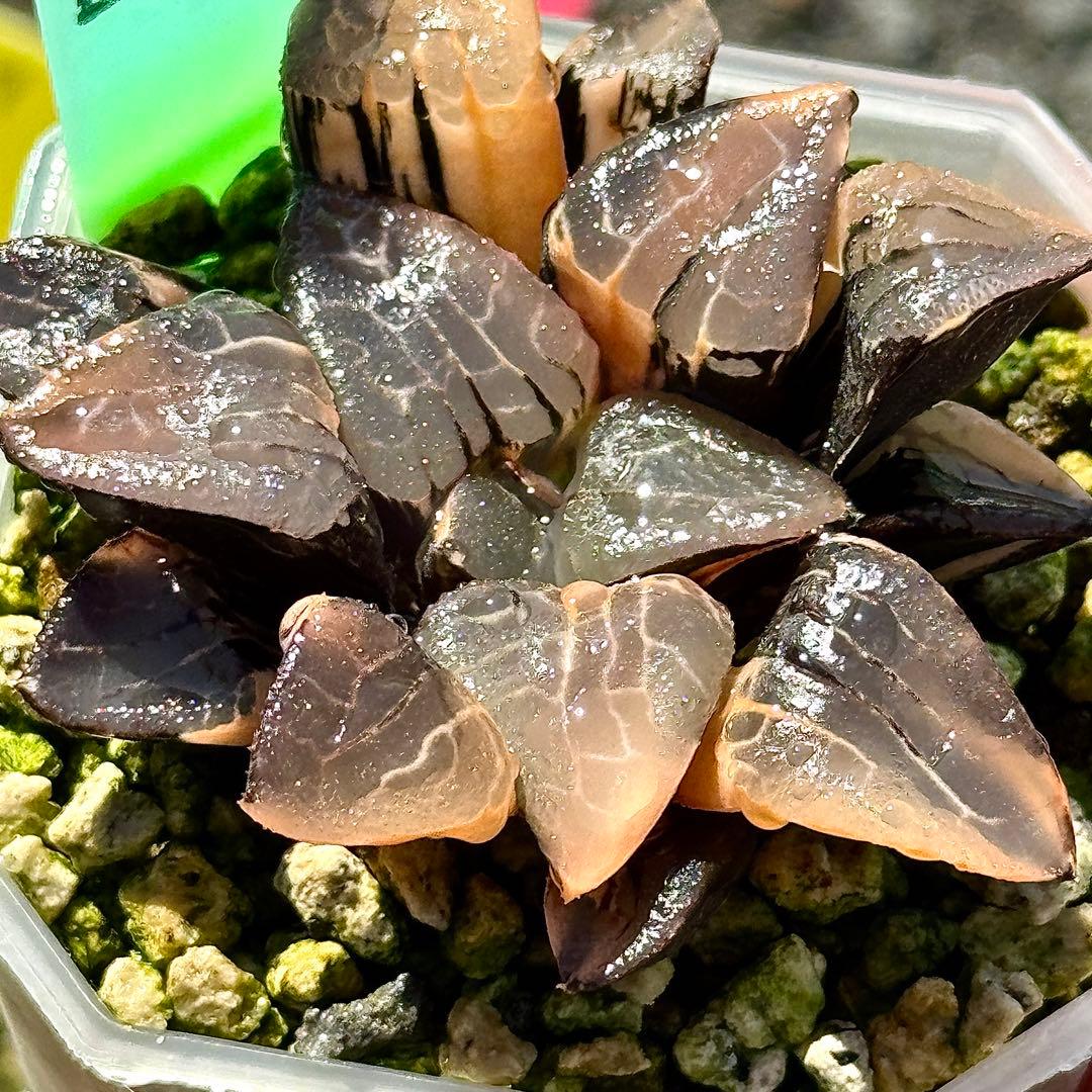 実生コレクタ錦 超美株 ハオルチア 観葉植物 コレクション E2 - メルカリ