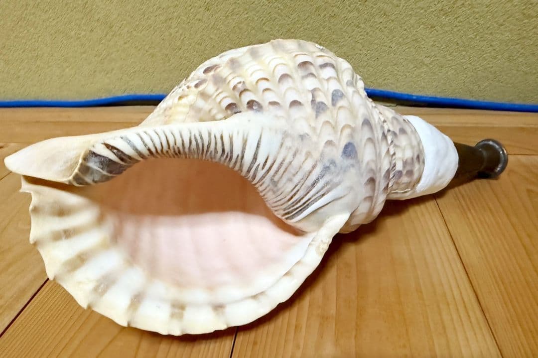 ほら貝 ホラガイ 法螺貝