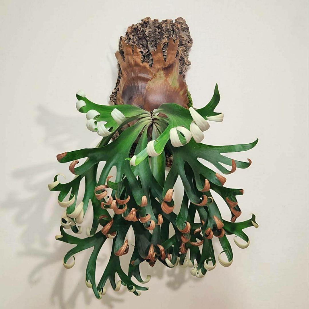 フーンシキOC子株　P.FoongSiQi　ビカクシダ 株分け品子株 オリジナル