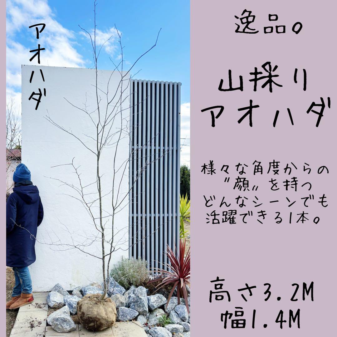 逸品。山採りアオハダ3.2M(鉢底から)