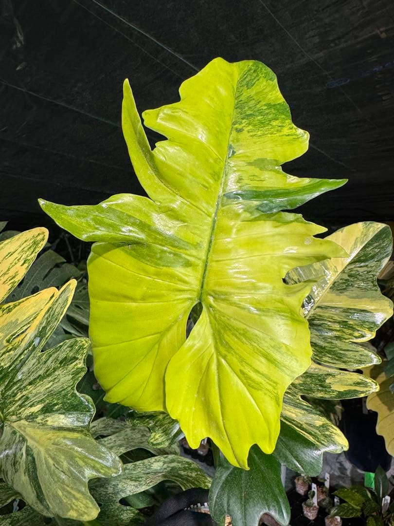 KN3 フィロデンドロン キティナ 健康株