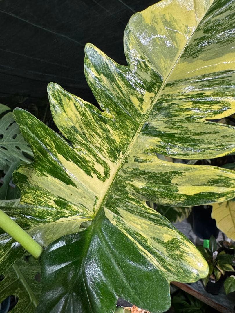 KN3 フィロデンドロン キティナ 健康株