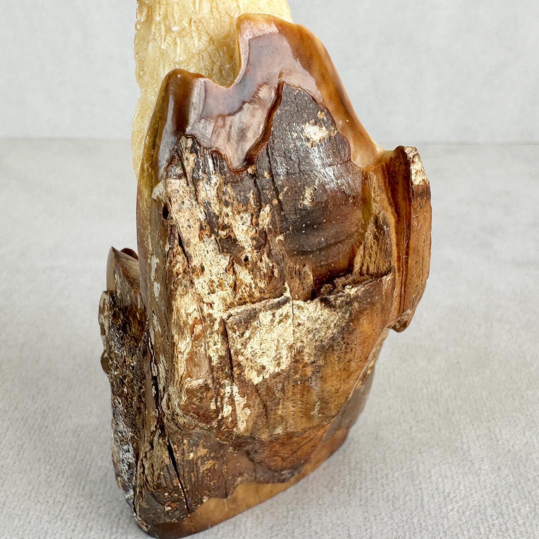 置根付 フクロウ 梟 セイウチ牙製 彫刻 ミ10