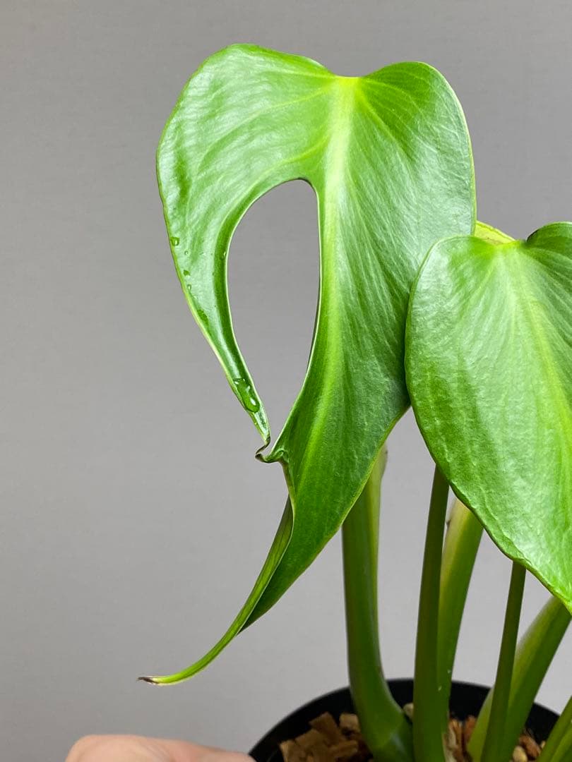 棚整理セール‼️】モンステラ バールマルクス 希少 レア 人気