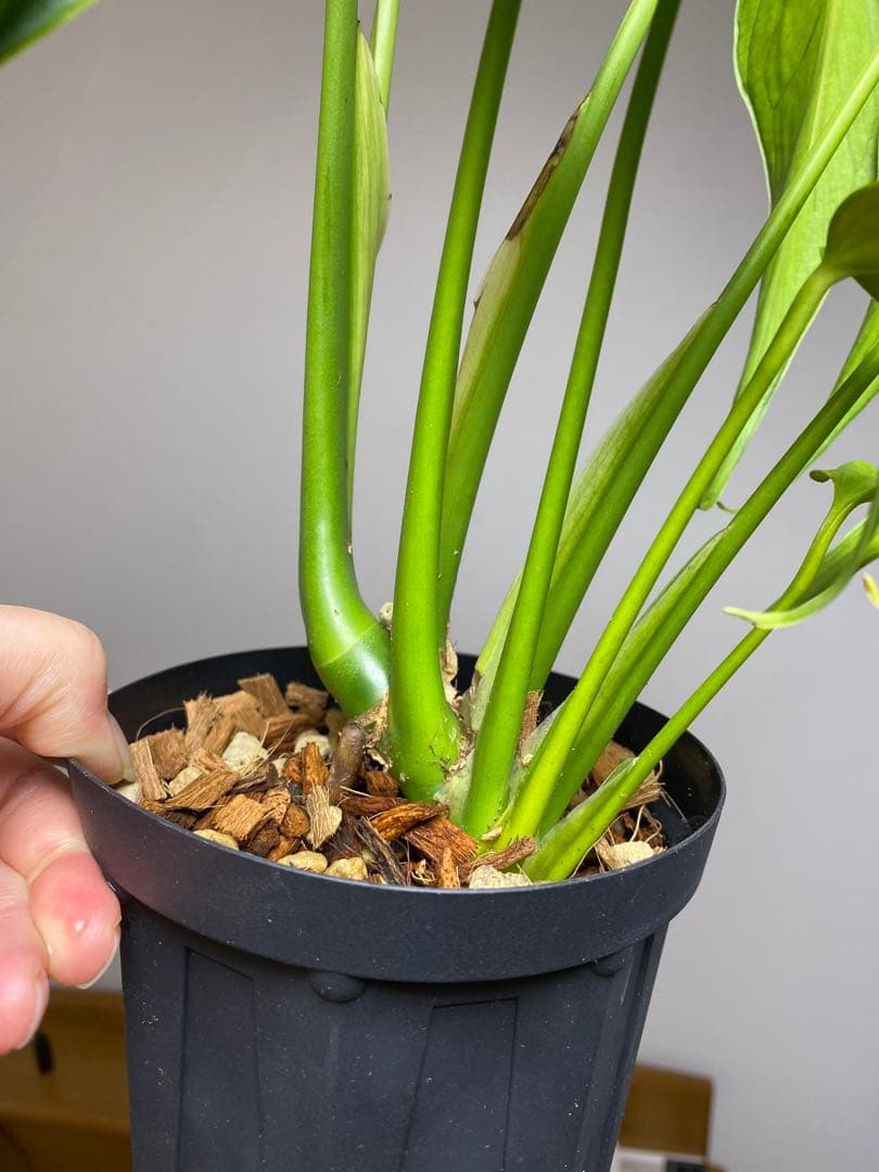 棚整理セール‼️】モンステラ バールマルクス 希少 レア 人気