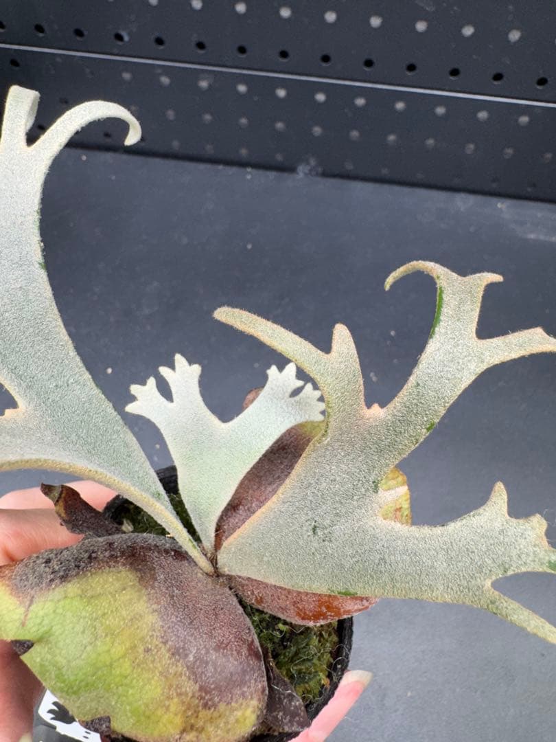 ビカクシダ YMDS Totoro HHRナーセリータグ付け #404 - メルカリ