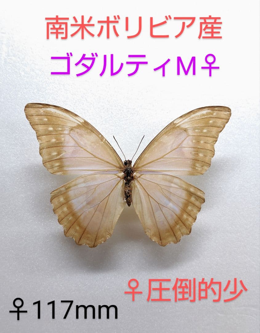 ゴダルティモルフォチョウ♀標本 117mm稀♀★南米ボリビア産淡真珠色美麗個体 liscaf2020-4.jpg