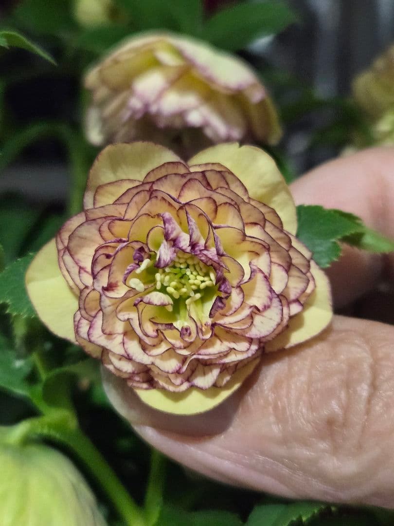 ☆クリスマスローズ☆多弁　小輪系イエローピコ☆6号鉢☆ 園芸ネット本店｜吉田園芸さんのクリスマスローズ：多弁交配26-06／4.5