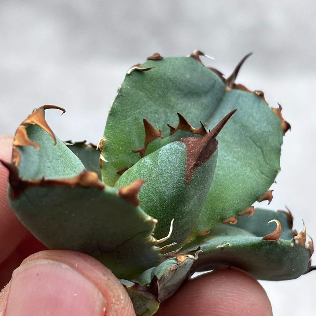 アガベ オテロイ チタノタ 青肌 2020年播種 実生選抜 胴切り子株 青肌