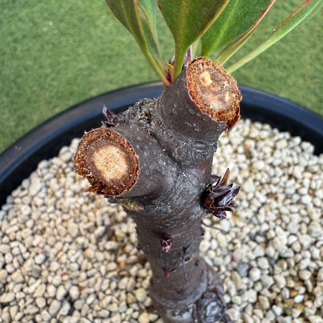 プロテア キングピンク 10号 Protea 