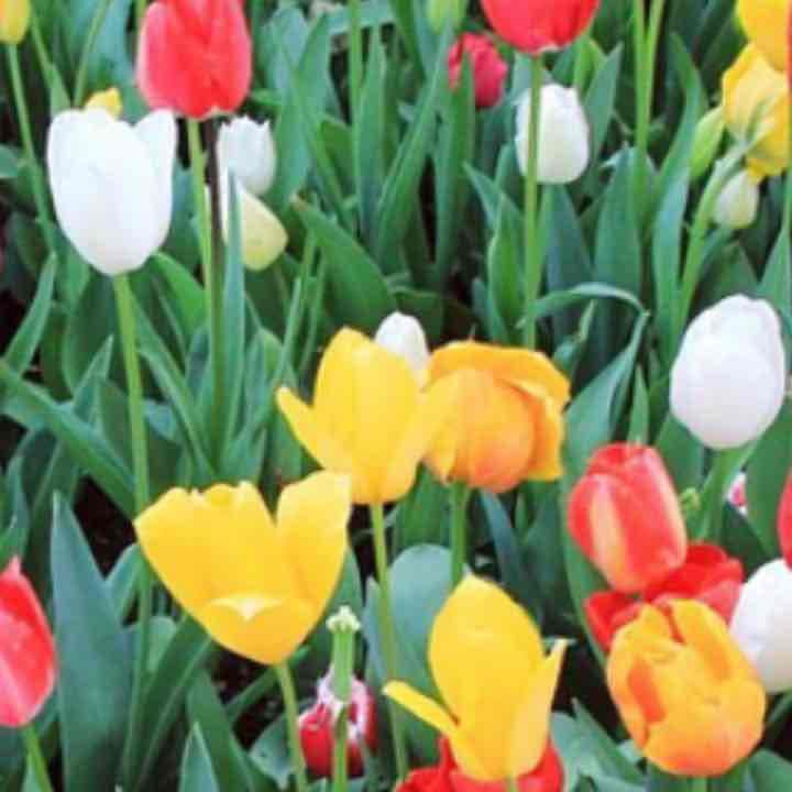 売り切れました Diro  フェイスパウダー