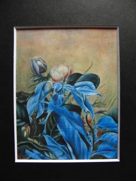 靉光、アネモネ、希少な額装用画集より、美品、新品額装付