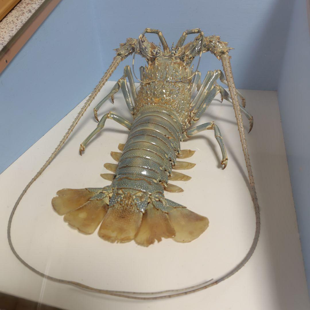 額装標本 ニシキエビ 錦海老 伊勢海老 えび 剥製 縁起物 - メルカリ