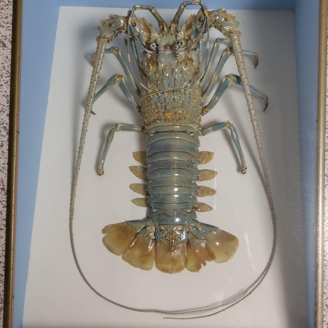 額装標本 ニシキエビ 錦海老 伊勢海老 えび 剥製 縁起物 - メルカリ