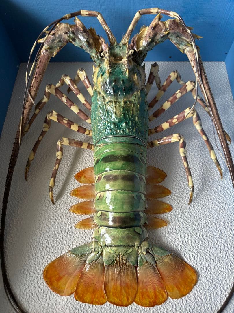 #額装標本 ニシキエビ 錦海老　伊勢海老　えび　剥製 額装標本 ニシキエビ 錦海老 伊勢海老 えび 剥製 縁起物 - メルカリ