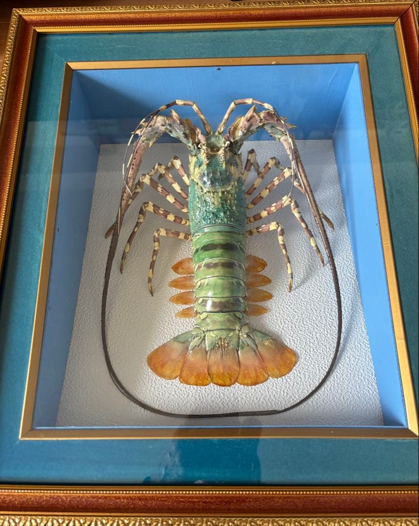 額装標本 ニシキエビ 錦海老 伊勢海老 えび 剥製 - メルカリ