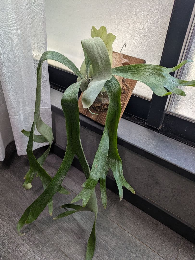 P.willinckii ' baileyi ' ベイレイ ビカクシダ