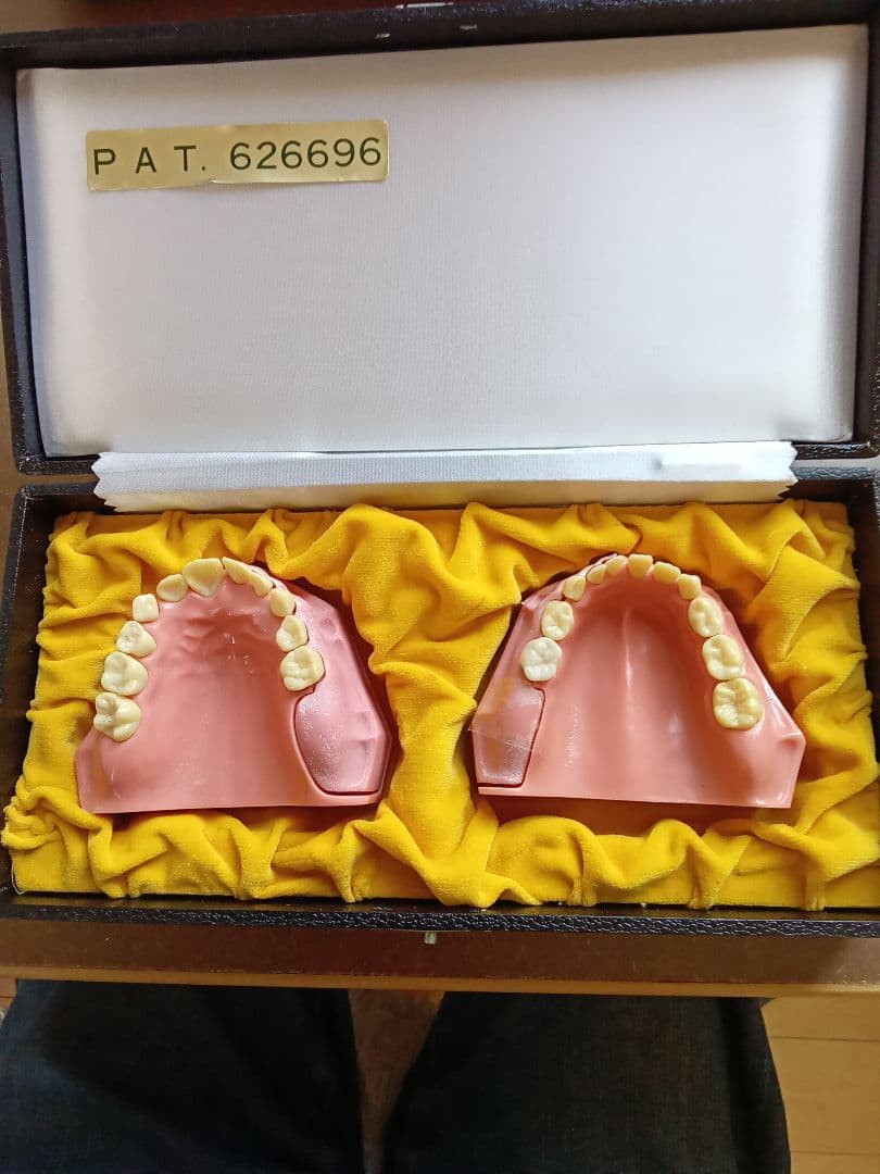 乳歯永久歯交換期模型、永久歯歯列模型 Amazon.co.jp: 歯列模型 乳歯、永久歯、子どもの歯と顎の発達モデル