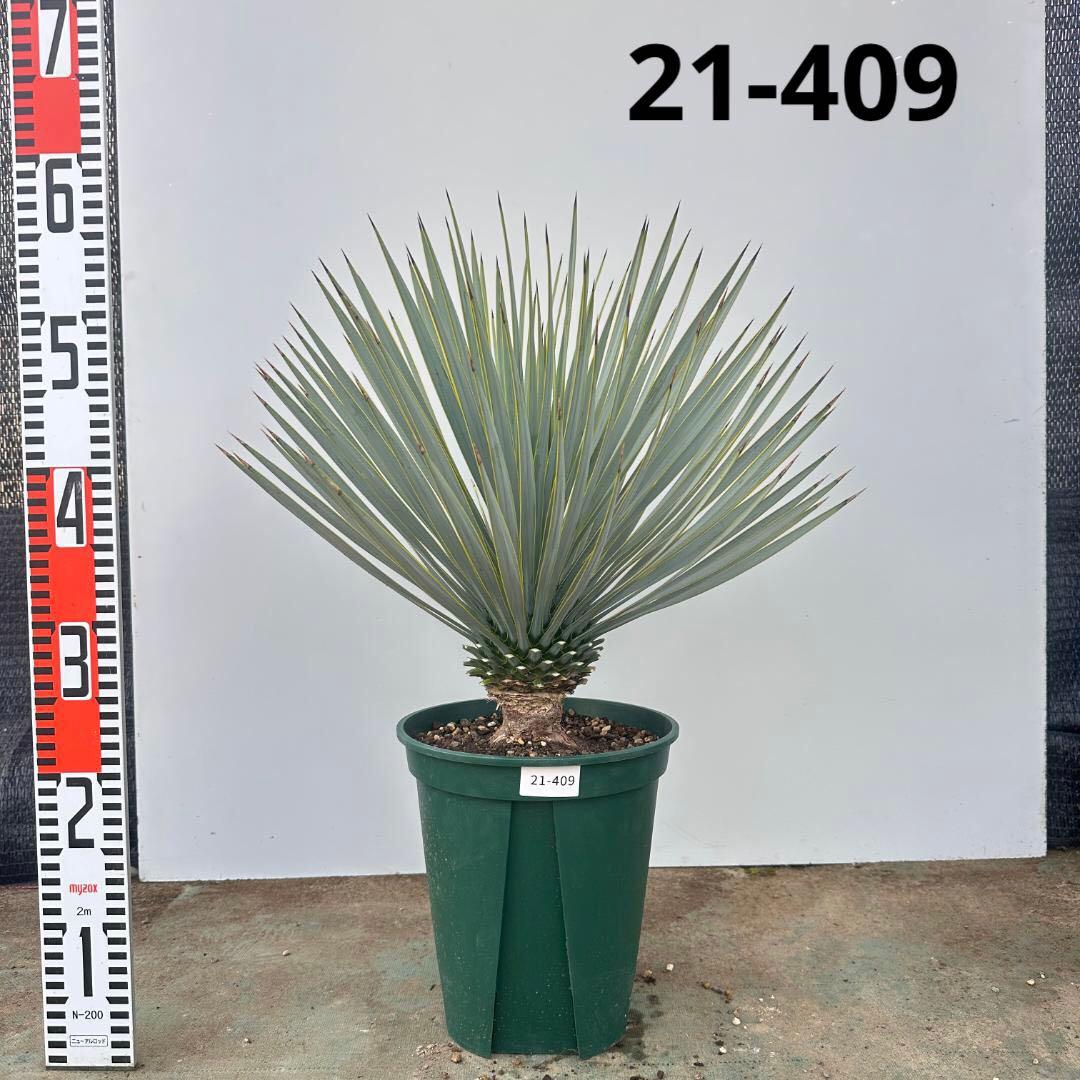 ユッカ　ロストラータ【21-409】美形　シルバーブルー