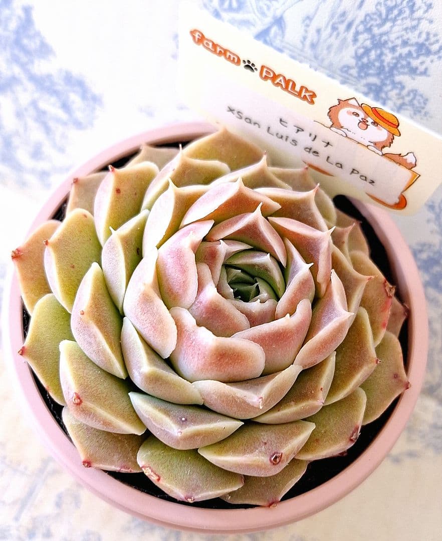 ヒアリナ×サンルイスデラパス札付きポットごとメルカリ便ファーム