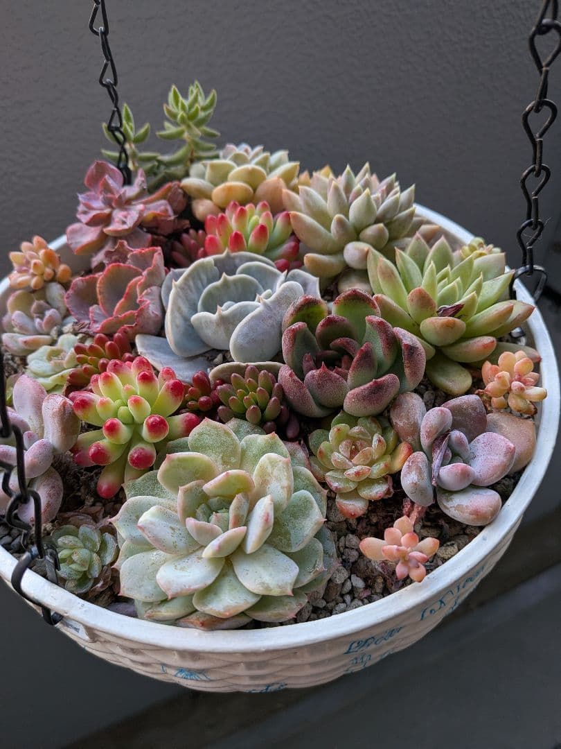 エケベリア寄せ植え大きな吊り鉢 - メルカリ