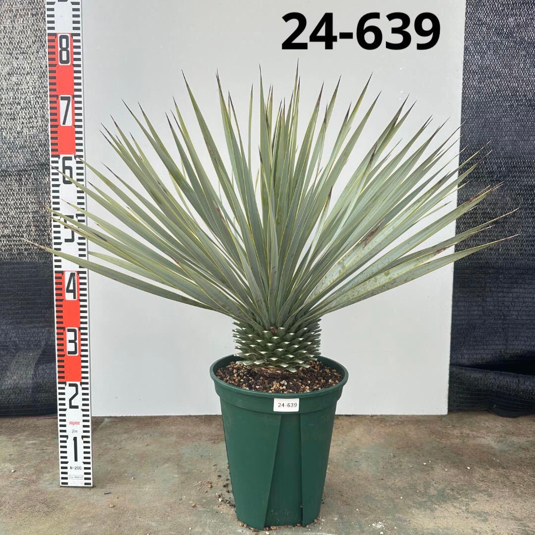 ユッカ　ロストラータ【24-639】美形　シルバーブルー