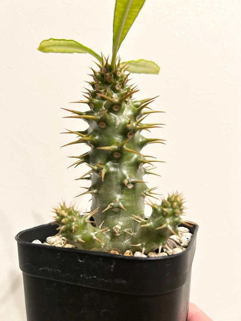 パキポディウム　アンボンゲンセ　実生株 成長点が変なアンボンゲンセ🪴 どう成長していくか楽しみな株です