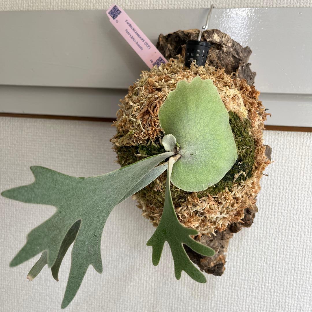 T*a様 p. willinckii Anapat#9 PUP