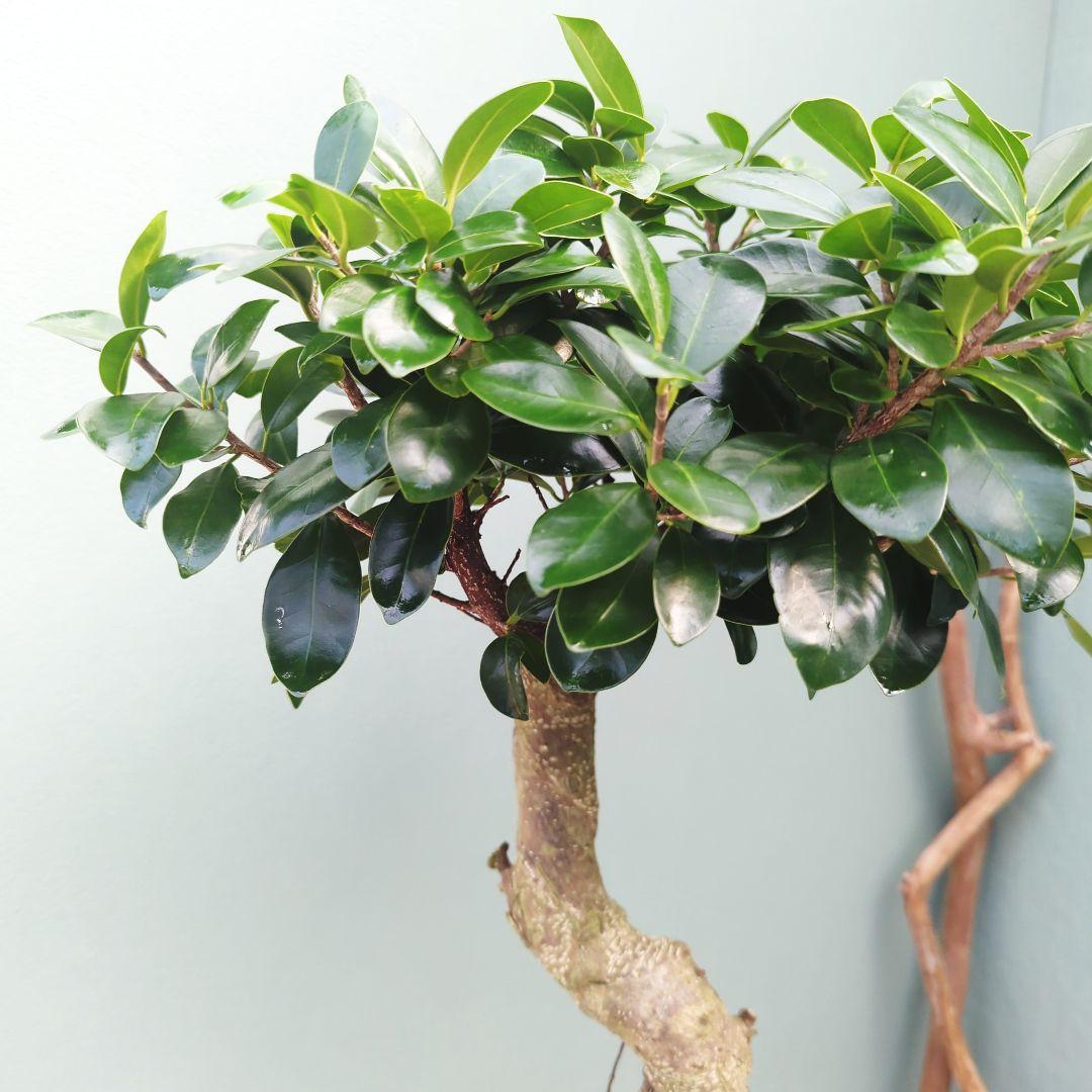 ガジュマル 昇り龍 【現品】根上り スタイリッシュポット 7号 - メルカリ