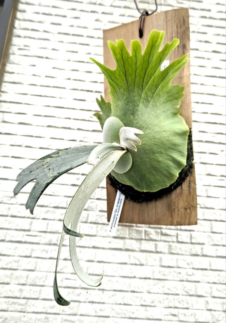 ビカクシダ☆ウィリンキー☆willinckii Gn. Argopuro - メルカリ