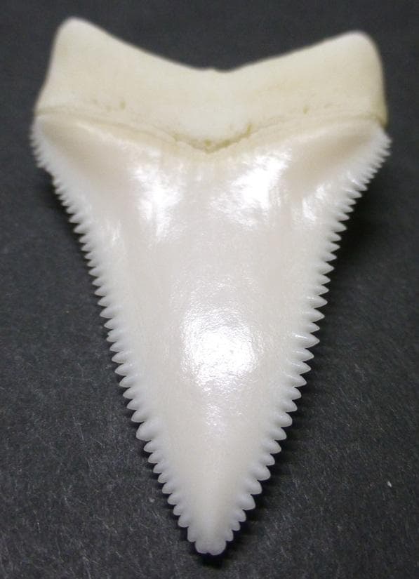 ホホジロザメ（C. carcharias）の歯 (A') 51.3ｍm