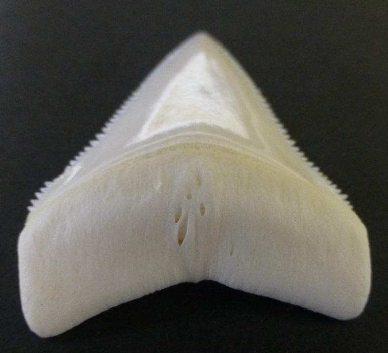 ホホジロザメ（C. carcharias）の歯 (A') 51.3ｍm