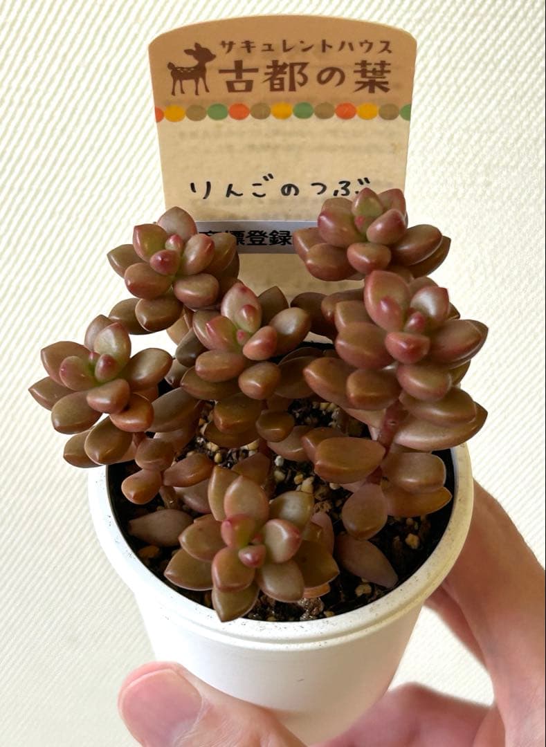 S*U様 古都の葉さん りんごのつぶ メルカリ便 札付き・抜き苗