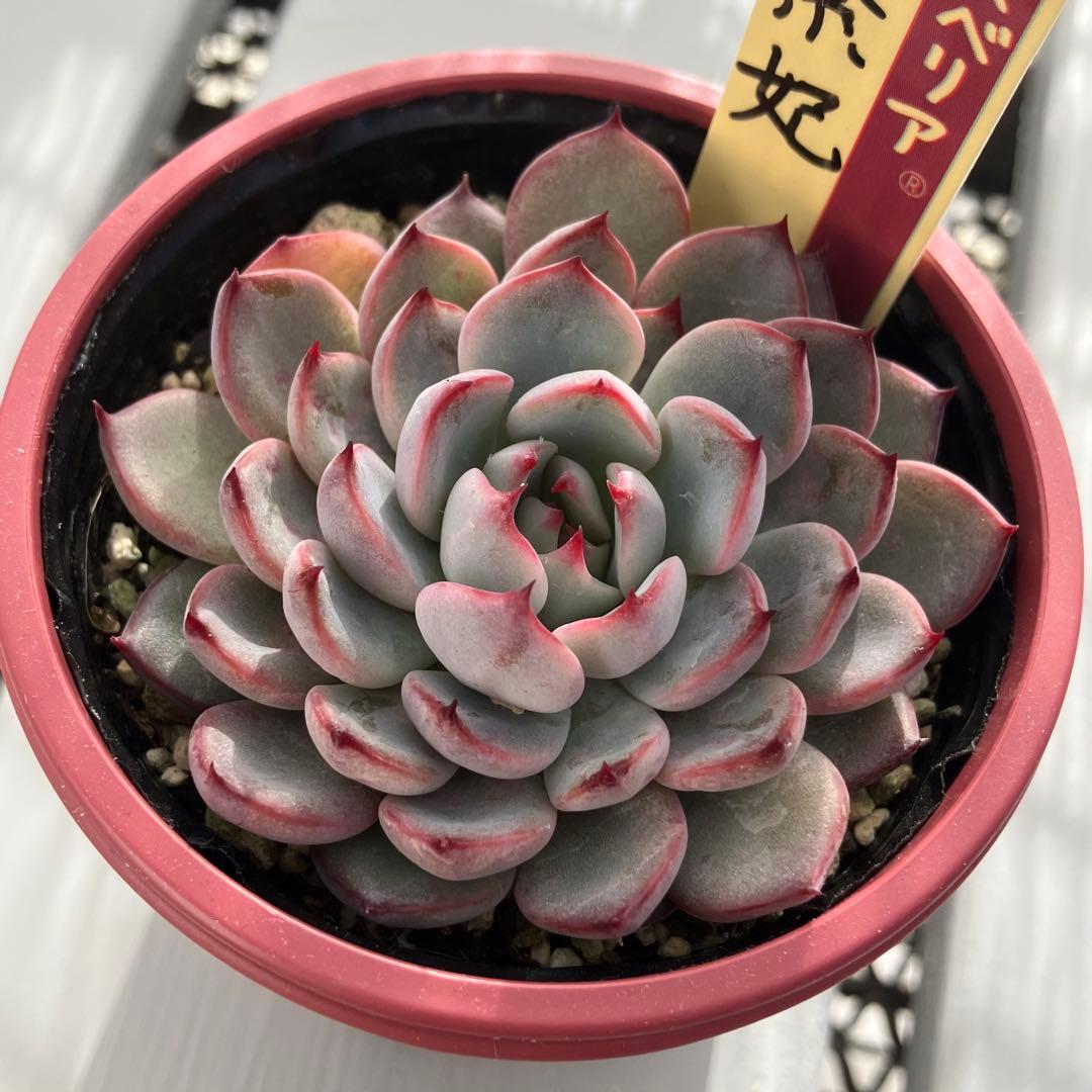 ミックスベリア 美紫妃 おらいさん苗 札付き エケベリア 多肉植物 選抜株命名記録。 命名 「 美紫妃 」 読み:うつくしき #美紫妃。 #2020