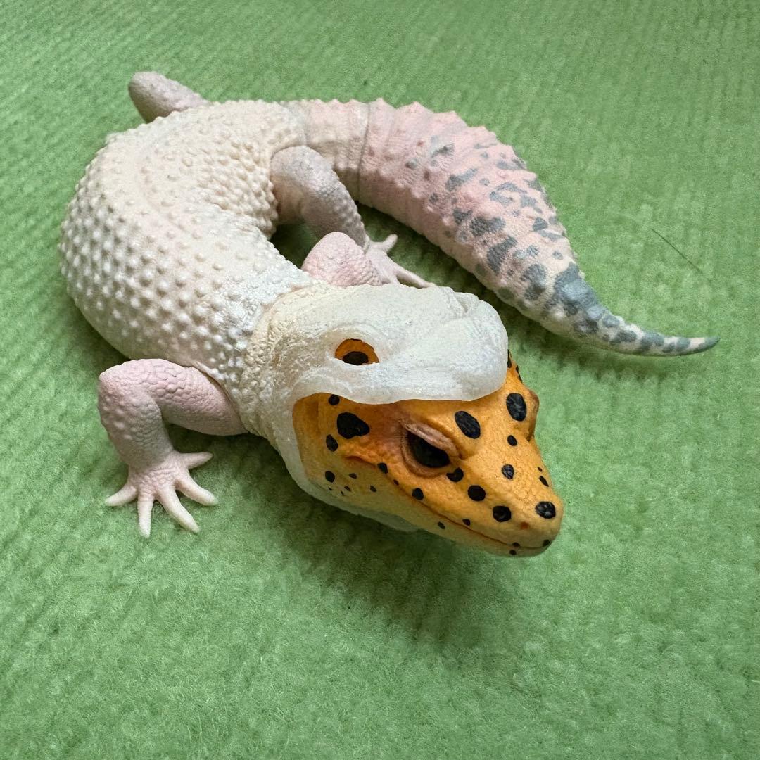 ヒョウモントカゲモドキ フィギュア 脱皮中 - メルカリ
