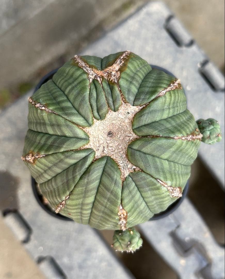 ♀ オベサ ユーフォルビア