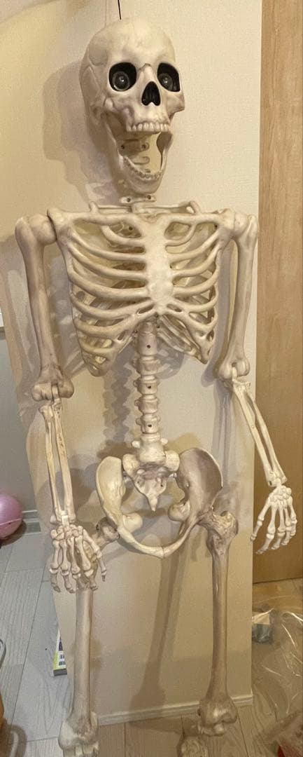 デカすぎ！】ガイコツ ハロウィン 人体模型 骨 ハロウィン 150cm