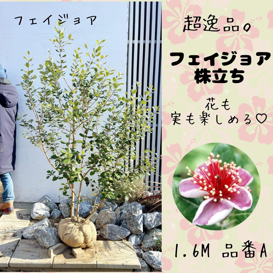 超逸品。フェイジョア株立ち1.6M(鉢底から)品番A