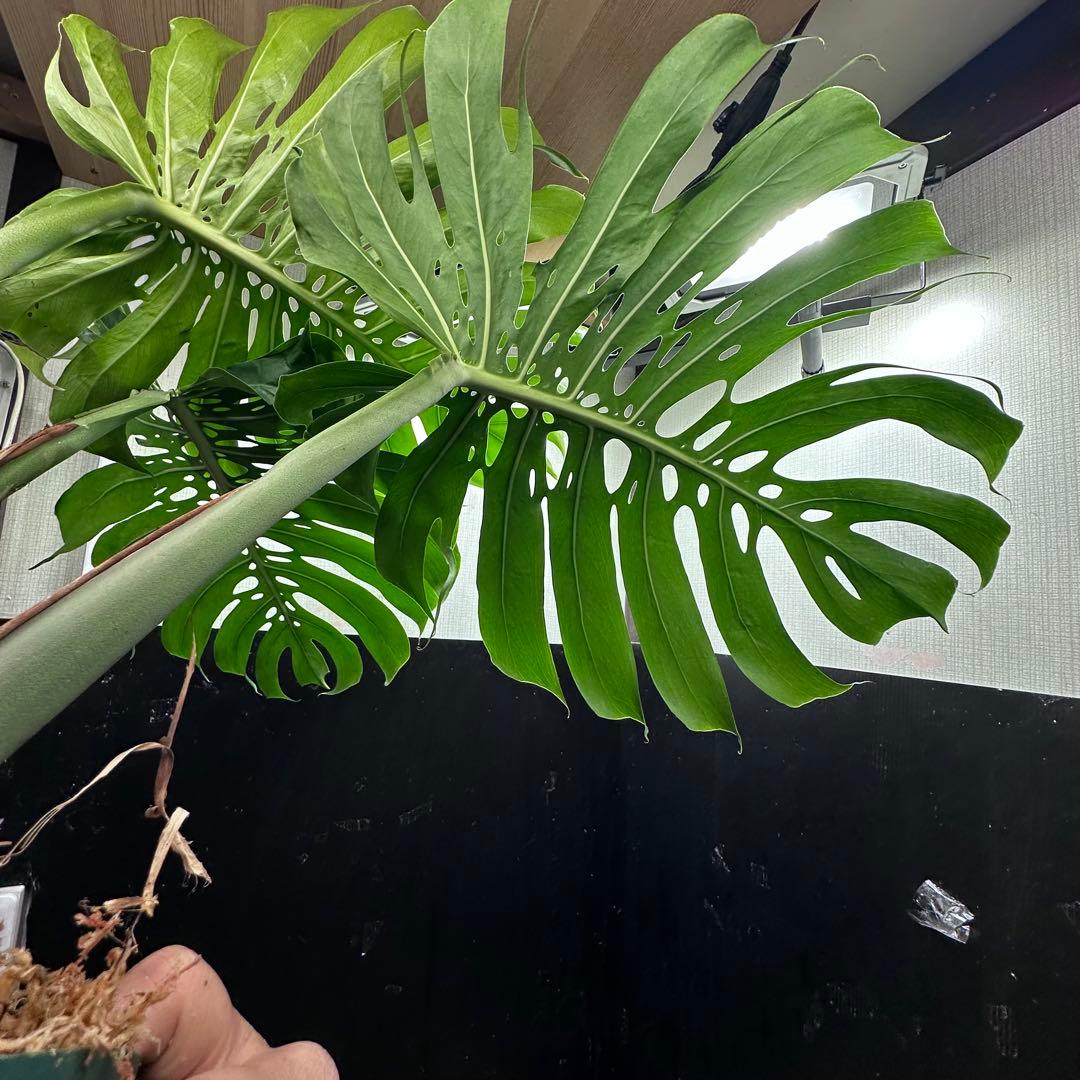 モンステラデリシオーサマクロコズム超希少系統鉢植え77㎝ - メルカリ