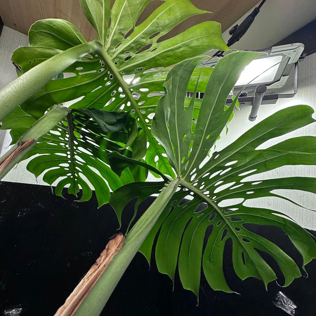 モンステラデリシオーサマクロコズム超希少系統鉢植え77㎝ - メルカリ