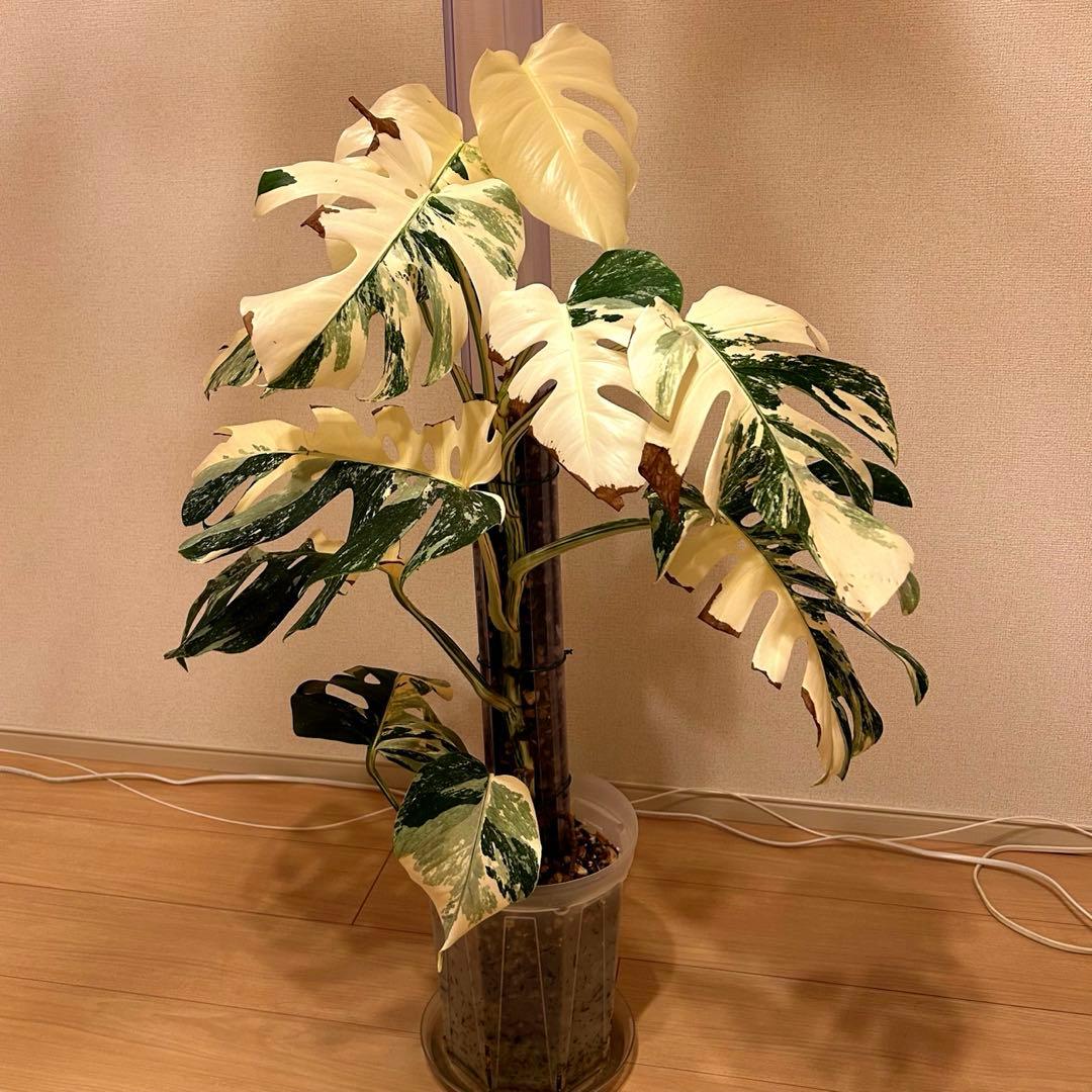 引き取り限定！モンステラ　ボルシギアナ　ホワイトタイガー　極上斑入り フルムーン d22 極上株 モンステラ ホワイトタイガー フルムーン 鉢植え - メルカリ