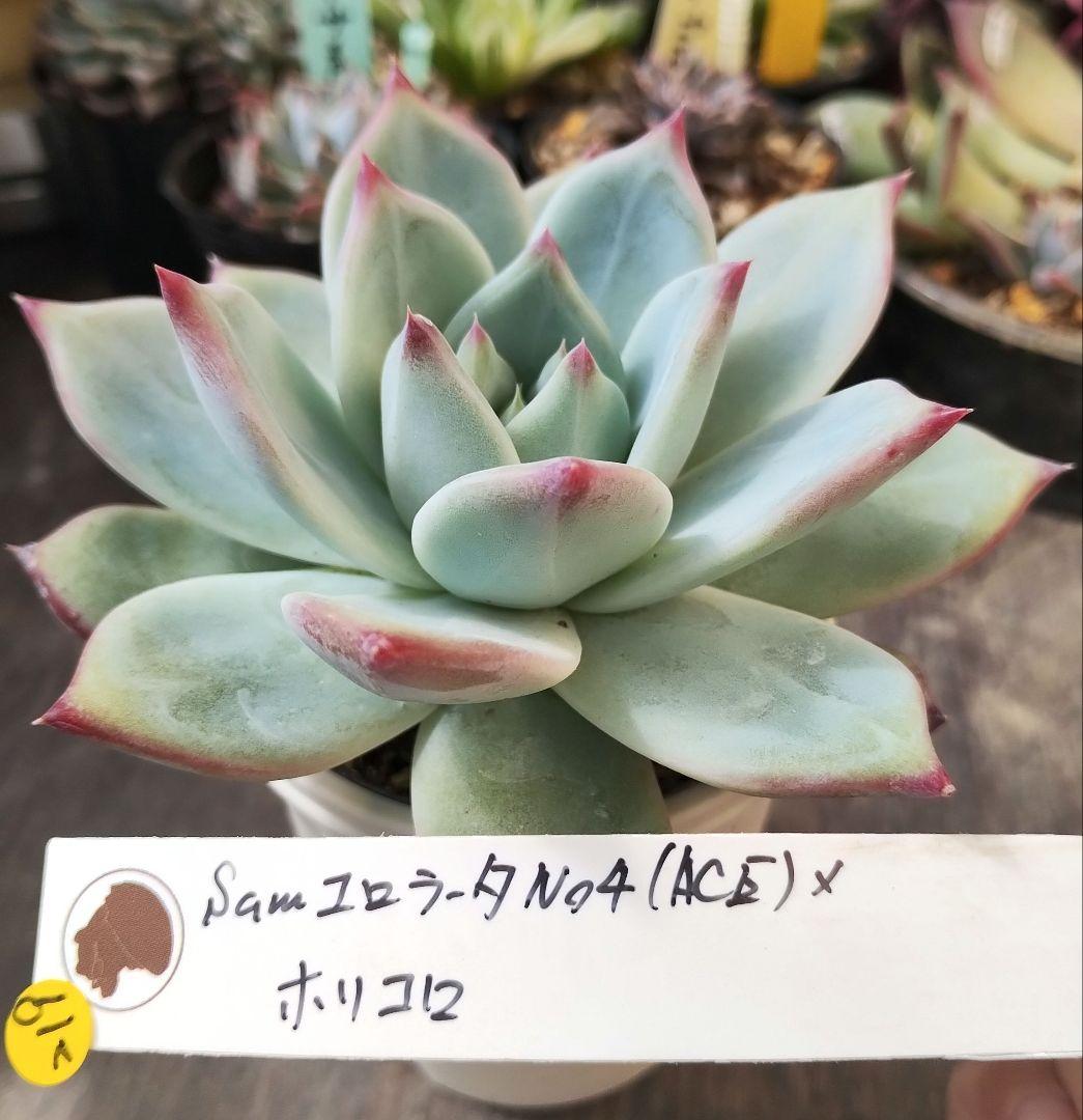 219 SamコロラータNo.4（ACE）×ホリコロ 札付 ポットでメルカリ便