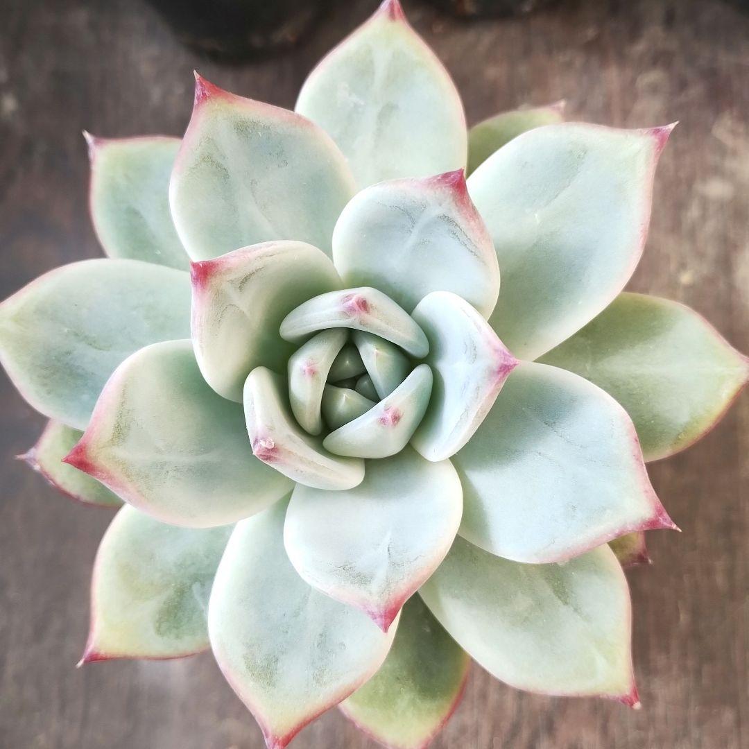 219 SamコロラータNo.4（ACE）×ホリコロ 札付 ポットでメルカリ便