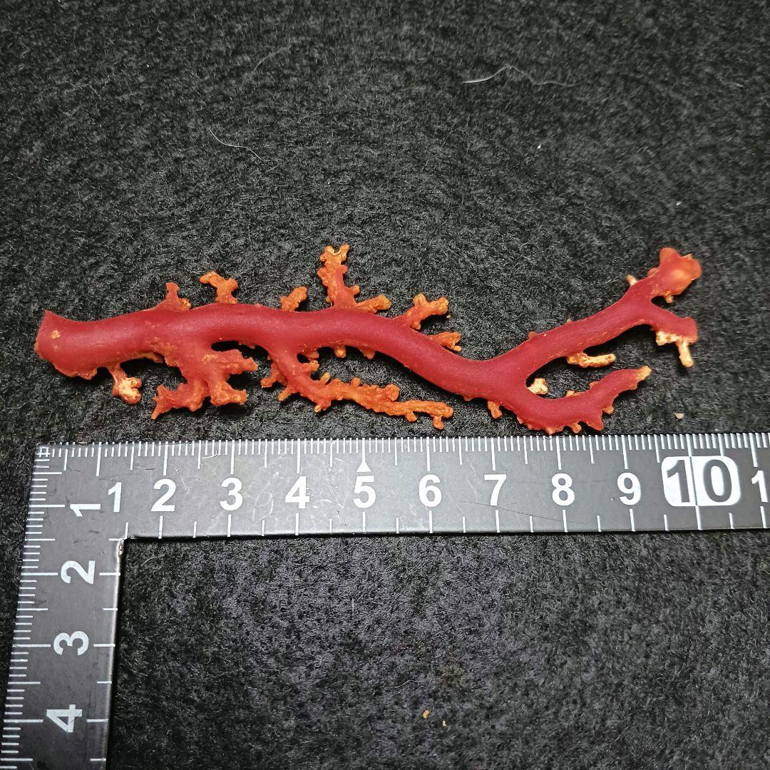 Y2678-5 国産赤珊瑚原木 血赤珊瑚 総重量11.1g