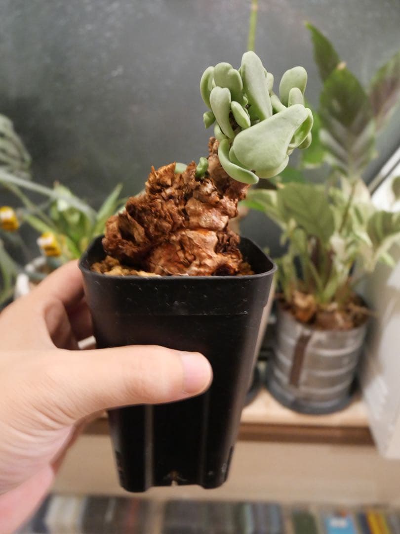 ケラリア　ピグマエア　現地株　発根済み