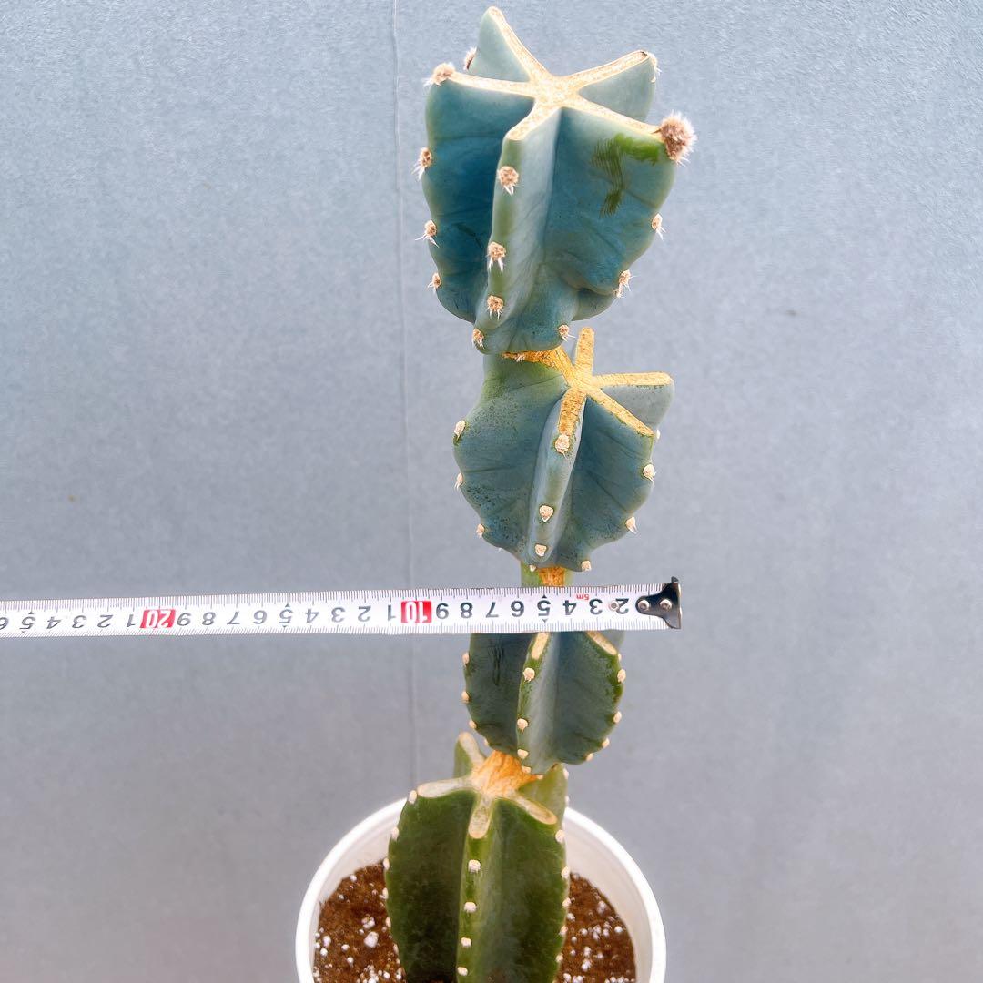 現品 サボテン 柱サボテン ブランチ 鬼面角 31番 ドライガーデン 多肉