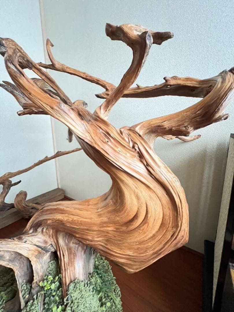 入手困難！超貴重な知床真柏を手作業で磨いたオブジェ