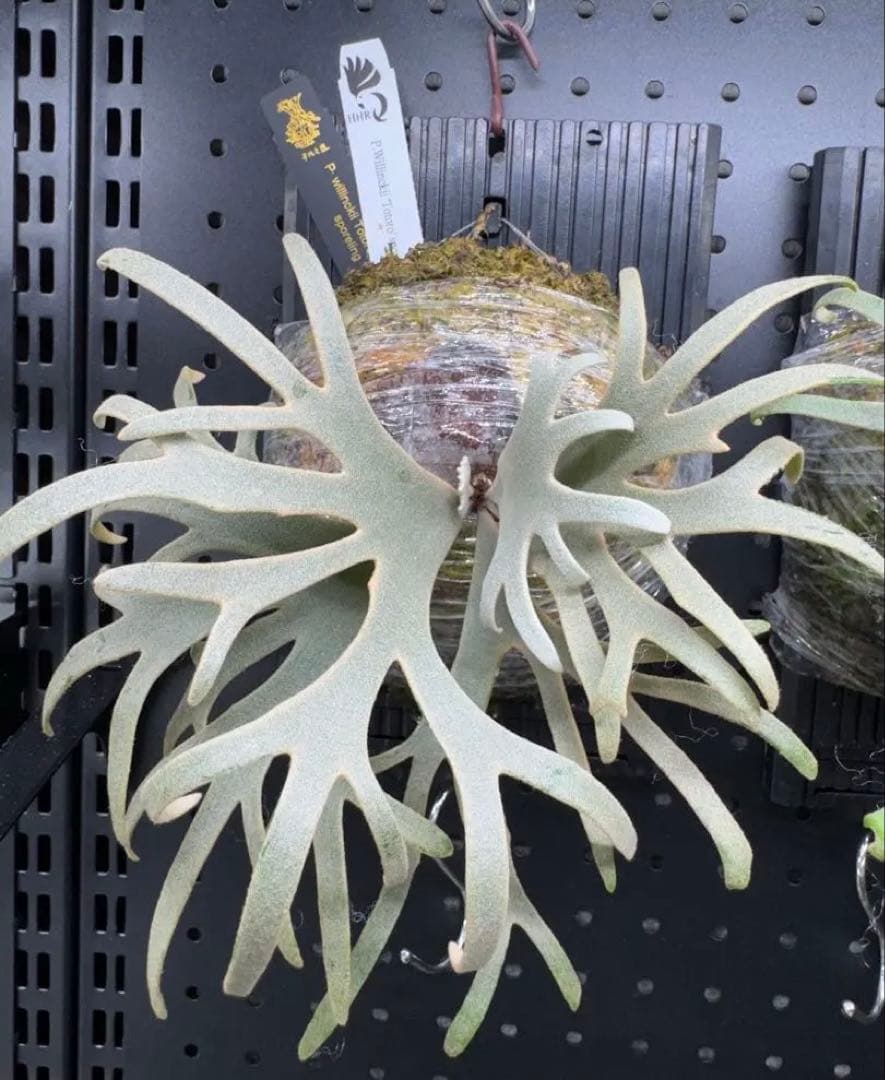 【平凡之鹿】ビカクシダ YMDS Totoro HHRナーセリータグ付け【板付