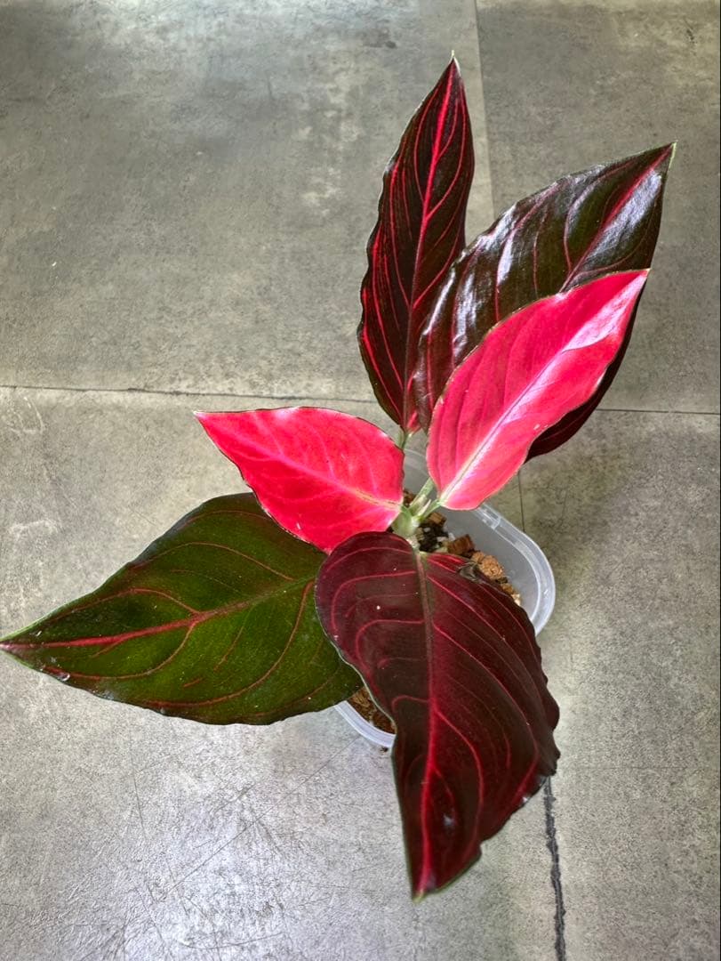 Aglaonema khan mak racha super red var. - メルカリ
